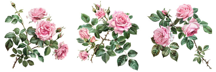 Fototapeta premium Set of A bouquet of pink roses arranged beautifully with green leaves isolated on a transparent background