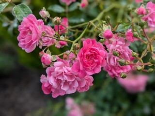 pink rose bush