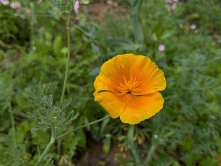 orange poppy flower