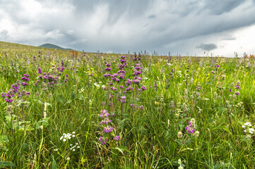 Phlomoídes tuberosa blooming in a mountain hilly meadow. Wild flora of Kyrgyzstan.