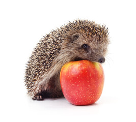 One hedgehog with an apple. © voren1