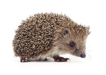 One hedgehog isolated.