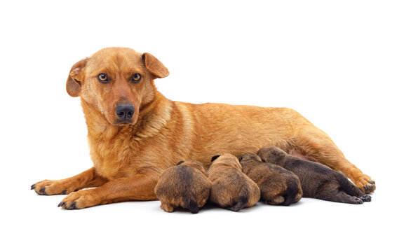 The dog is feeding her puppies.