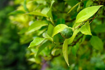 Green small citrus fruit hanging in raindrops on a tree with green leaves. Focus on the fruit