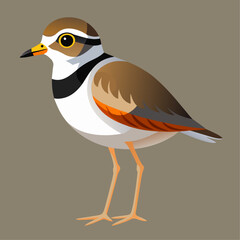 Cute Bird Cartoon Vector 