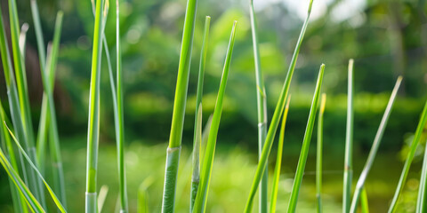 Naklejka premium Close Up of Green Reeds in Natural Wetland Habitat with Soft Background