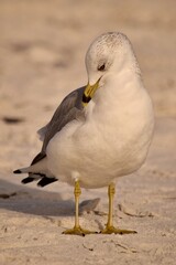 ring billed seagull on the beach