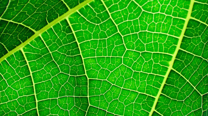 A close-up photograph of a green leaf with its veins clearly visible.