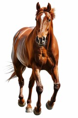 Obraz premium Majestic Chestnut Horse in Motion Isolated on White Background