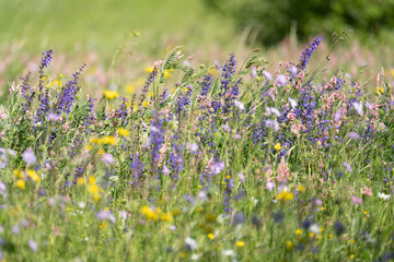 Wildblumenwiese