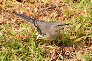 mockingbird bird in the grass