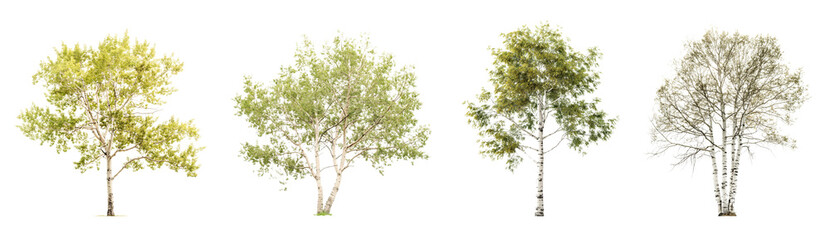 Obraz premium collection of aspen trees isolated on transparent or white background