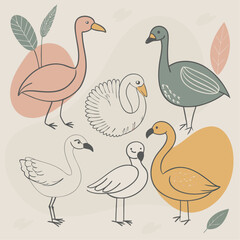 various cartoon birds collection vector
