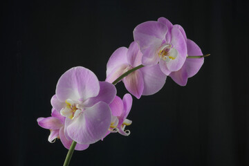 Orchids against black background