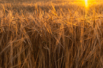 Grain field background. Ears of wheat in the wind at sunset close-up, selective focus. Sun rays, golden hour.Selective focus.