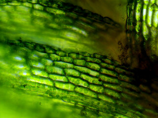 Moss Leaf Chlorophyll