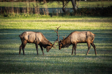 Fototapeta premium Elk in National Park