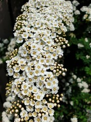 Flowers on thw bush
