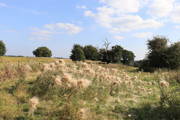 Blossoms on the wild thistles