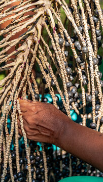 A&ccedil;a&iacute; Nativo Ilha Maraj&oacute; Amaz&ocirc;nia Par&aacute; Brasil Fruta Colheita Agricultura Palmeira Superalimento Floresta Tropical Biodiversidade Paisagem Rural Comunidade Ind&iacute;gena Nutri&ccedil;&atilde;o Sustent&aacute;vel Ecol&oacute;gico