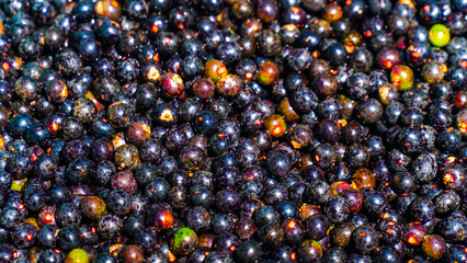 Açaí Nativo Ilha Marajó Amazônia Pará Brasil Fruta Colheita Agricultura Palmeira Superalimento Floresta Tropical Biodiversidade Paisagem Rural Comunidade Indígena Nutrição Sustentável Ecológico