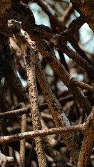 Fototapeta premium Mangue Manguezal Ilha Marajó Amazônia Pará Brasil Pântanos Floresta Tropical Biodiversidade Flora Fauna Vegetação Costeira Ecologia Vida Selvagem Conservação Natureza Paisagem Cênica Ecossistema Natur