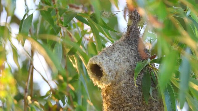 Eurasian Penduline tit flies out of the nest and holds a shit in its beak perpendicular to the camera lens on a sunny summer evening. Nesting of Eurasian Penduline tit. Adult Penduline tit. 	