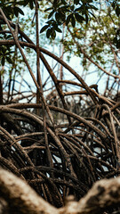 Mangue Manguezal Ilha Marajó Amazônia Pará Brasil Pântanos Floresta Tropical Biodiversidade Flora Fauna Vegetação Costeira Ecologia Vida Selvagem Conservação Natureza Paisagem Cênica Ecossistema Natur