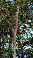 Fototapeta premium Mangue Manguezal Ilha Marajó Amazônia Pará Brasil Pântanos Floresta Tropical Biodiversidade Flora Fauna Vegetação Costeira Ecologia Vida Selvagem Conservação Natureza Paisagem Cênica Ecossistema Natur