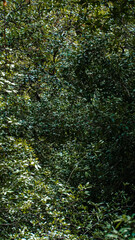 Mangue Manguezal Ilha Marajó Amazônia Pará Brasil Pântanos Floresta Tropical Biodiversidade Flora Fauna Vegetação Costeira Ecologia Vida Selvagem Conservação Natureza Paisagem Cênica Ecossistema Natur