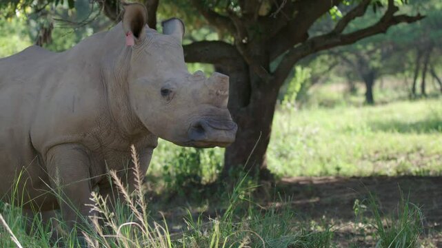 Tagged Rhino in South Africa stands in Grass under Tree