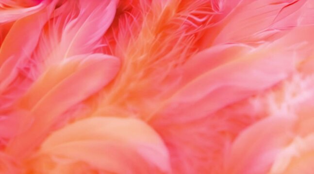 close up of pink flower petals