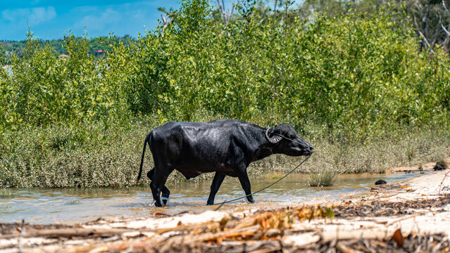 B&uacute;falo Ilha Maraj&oacute; Amaz&ocirc;nia Par&aacute; Brasil Vida Selvagem Natureza Manada Pastando P&acirc;ntanos Vegeta&ccedil;&atilde;o Tropical Fauna Conserva&ccedil;&atilde;o Ecossistema Rural Agricultura Ind&iacute;gena Biodiversidade Paisagem Pastagem