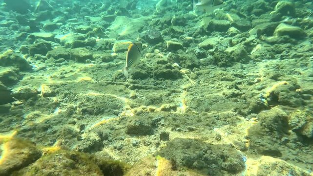 Triggerfish fish attacks humans to protect their offspring.