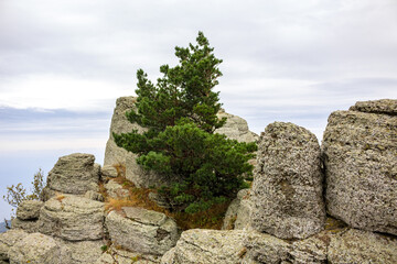 Demerdzhi (Demirdzhi, Demirji) Mountain in the Crimea