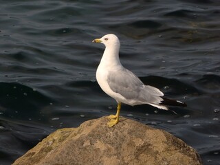 seagull bird on a rock seashore