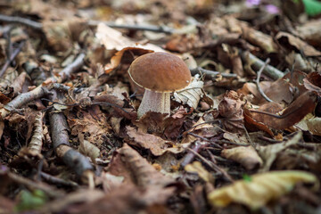 Common hornbeam grows from June to October in deciduous forests under hornbeams and hazels, in the lowlands and in the hills. 