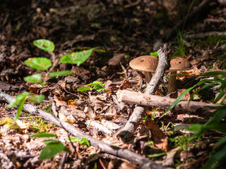Common hornbeam grows from June to October in deciduous forests under hornbeams and hazels, in the lowlands and in the hills. 