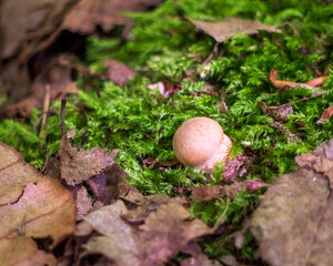 Common hornbeam grows from June to October in deciduous forests under hornbeams and hazels, in the lowlands and in the hills. 