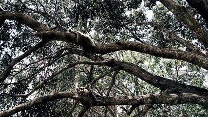 Monkies with big tree beautiful Environment of Sri Lanka 