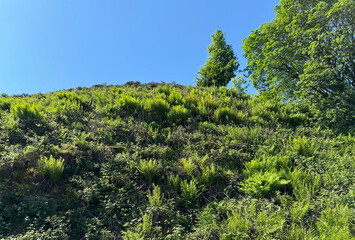 Fototapeta premium A grassy hillside dotted with wild plants basks in the sunlight, set against a clear blue sky. Two tall trees stand prominently at the top, adding depth to the scene in Haslingden, UK.