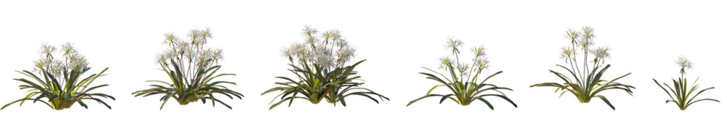 Set of 6 Crinum americanum (Florida swamp-lily, string lily, southern swamp crinum) flowering frontal isolated png on a transparent background perfectly cutout