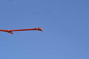 Caucasian lime branch with bud