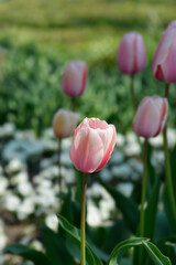 Fototapeta premium Tulip Salmon Impresion flowers