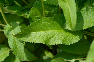 Common hedgenettle leaves