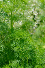Toothpick bullwort Blutenball leaves