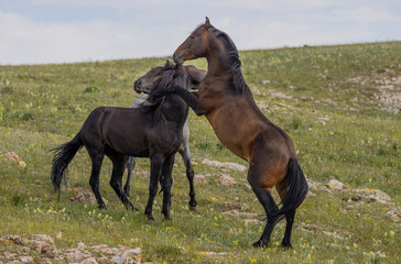 Wild Horse Stallions Fighting in Summer in the Pryor Mountains Montana