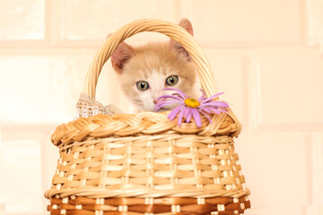 Cute light kitten peeks out from behind a decorative basket