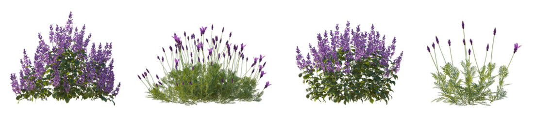 Set of Plectranthus mona lavender and Lavandula pinnata flowering frontal isolated png on a transparent background perfectly cutout