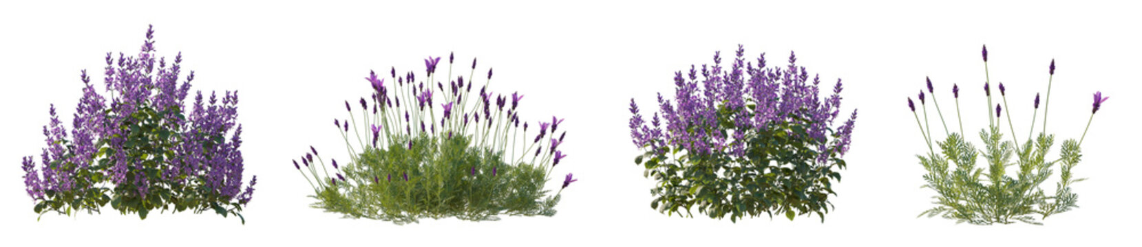 Fototapeta Set of Plectranthus mona lavender and Lavandula pinnata flowering frontal isolated png on a transparent background perfectly cutout
